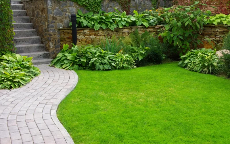 Vendita di ulivi a Cavallino Treporti: guida tecnica per scegliere e gestire l’olivo in area costiera